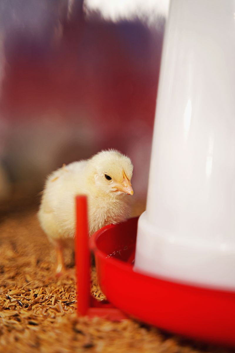 Understanding Feed Formulation for Broilers and Layers