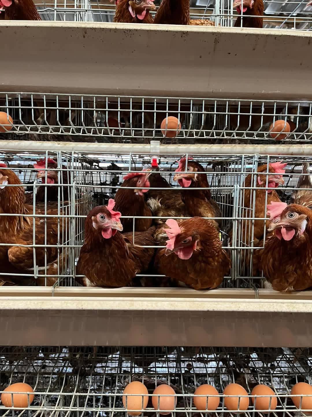 Top 10 Benefits of Automatic Chicken Cages for Layers