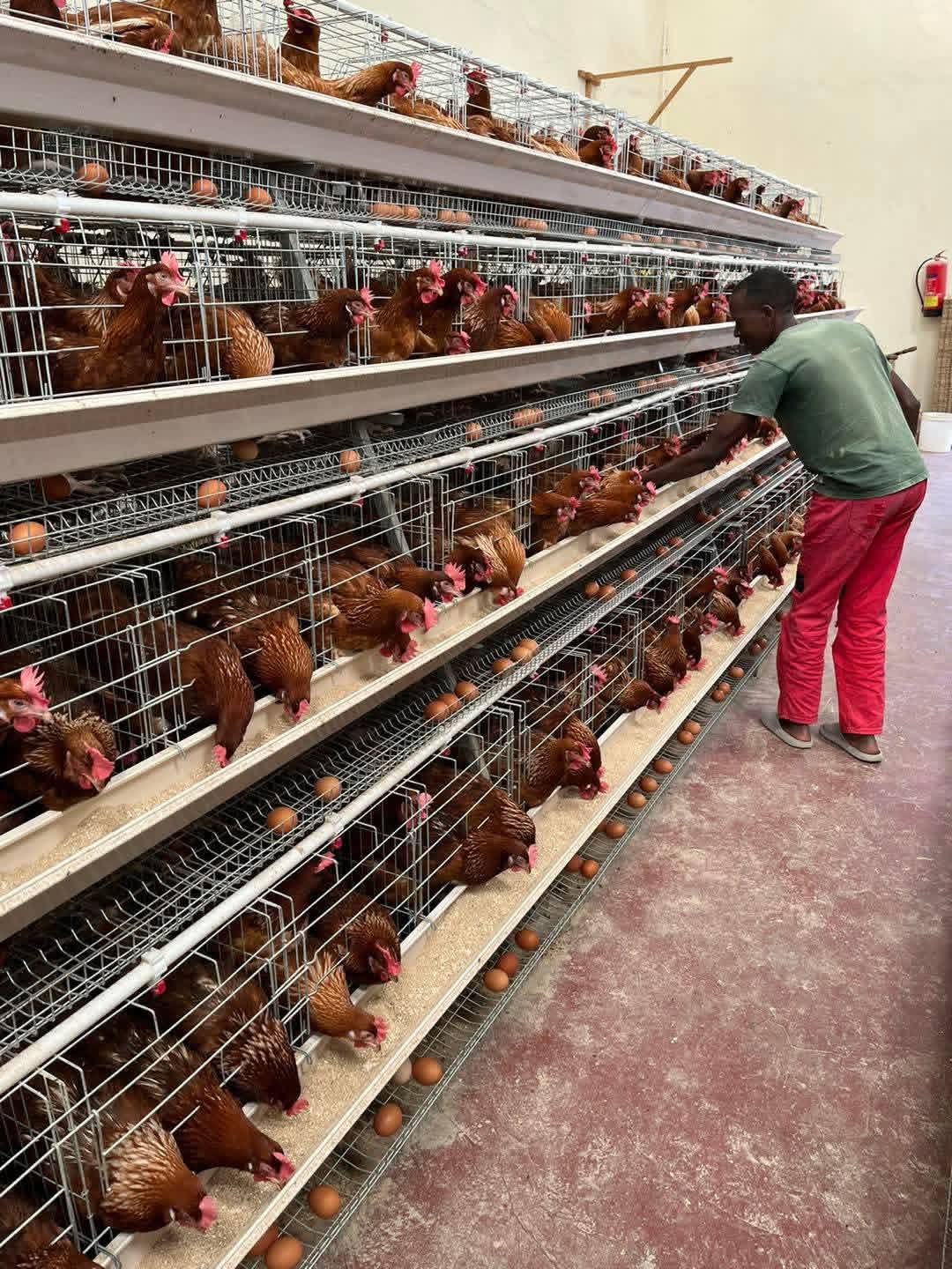 Chicken Cages in Kenya: Best Poultry Cages for Modern Farmers