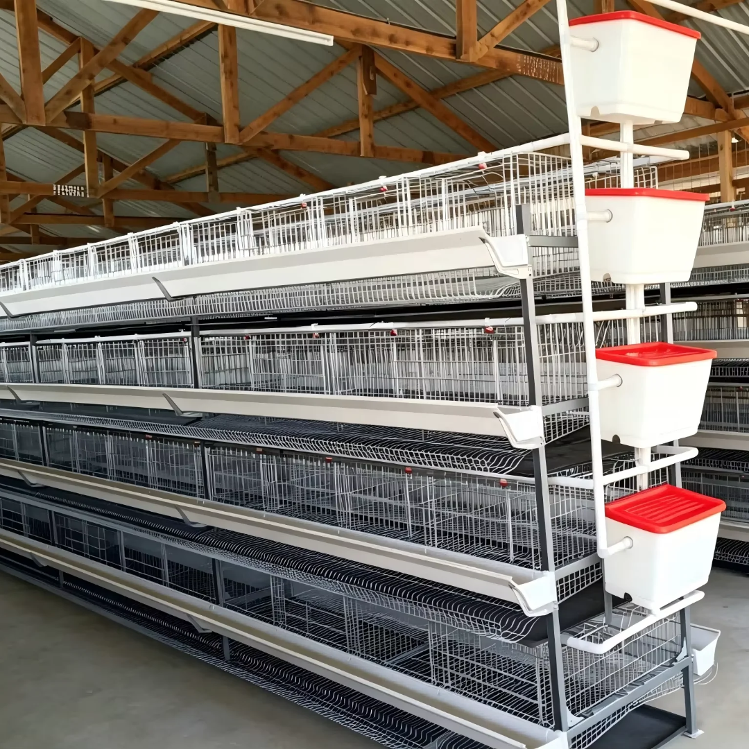 160 Birds H-Type Layer Cage in Kenya