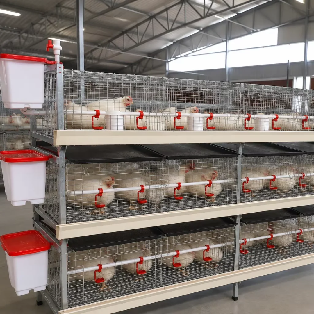 60 Birds Broiler Cage – Commercial Broiler Chicken Cage in Kenya